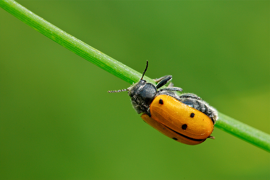 Coccinella station wagon