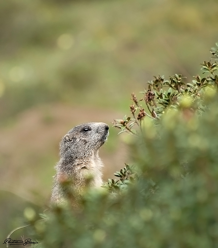 Marmotta # 2