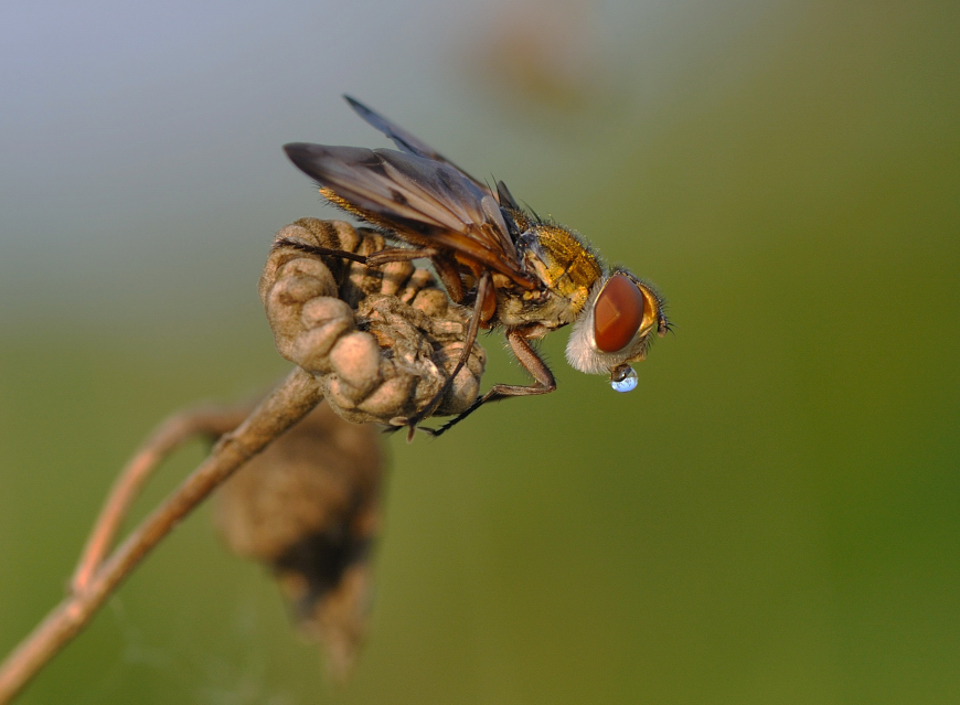 qui si suda a stare fermi....