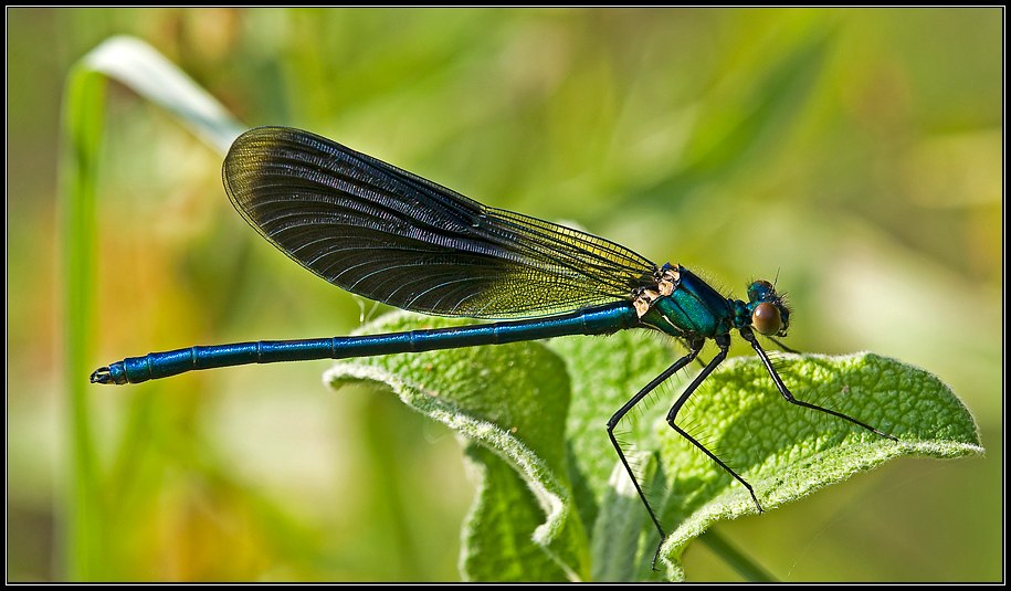 Calopteryx splendens... credo