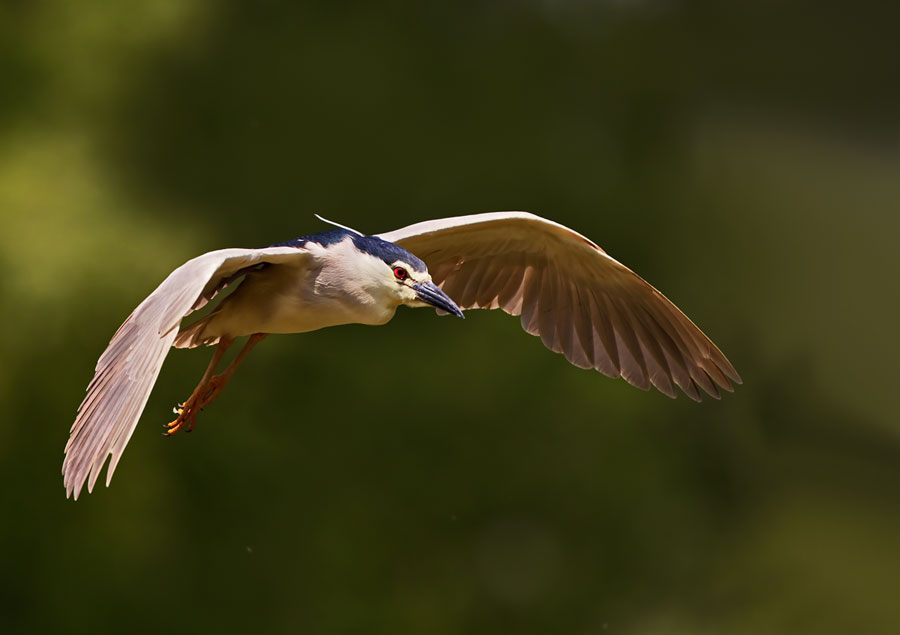 Nitticora (Nycticorax nycticorax), in volo