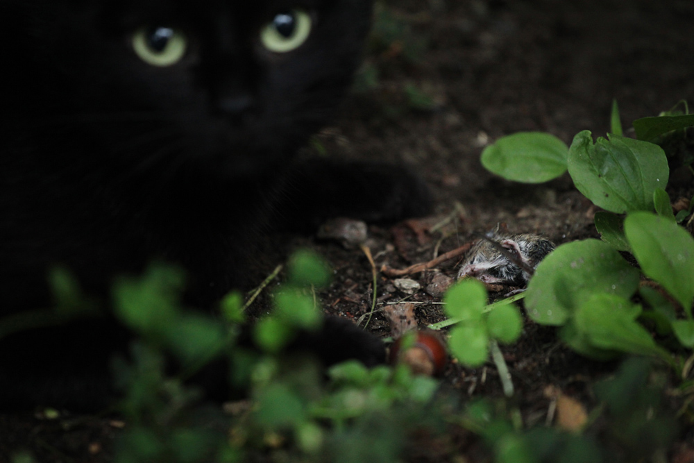 LA MIA PICCOLA KILLER