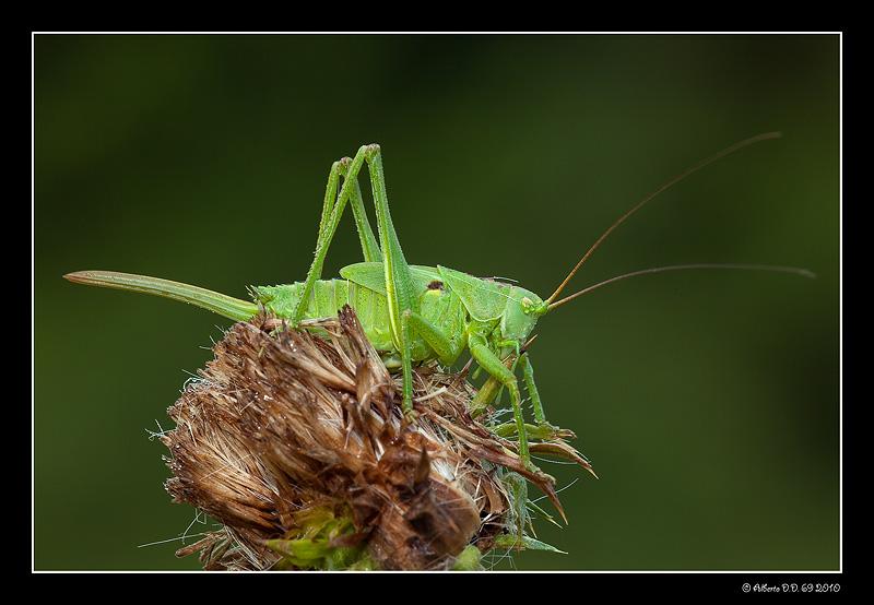 ...pronto per il balzo...