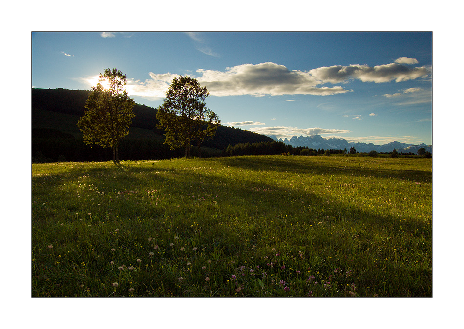 Due Alberi in Controluce