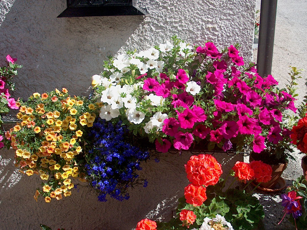 65 I FIORI DE LA SIORA TERESA