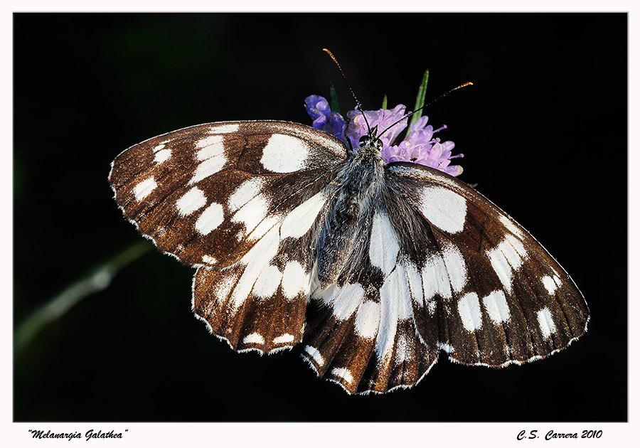 Melanrgia Galathea (ali aperte)