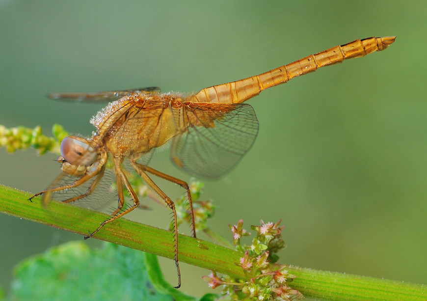 crocothemis eritrea