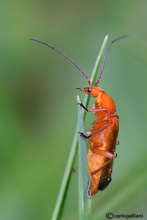 Rhagonycha fulva