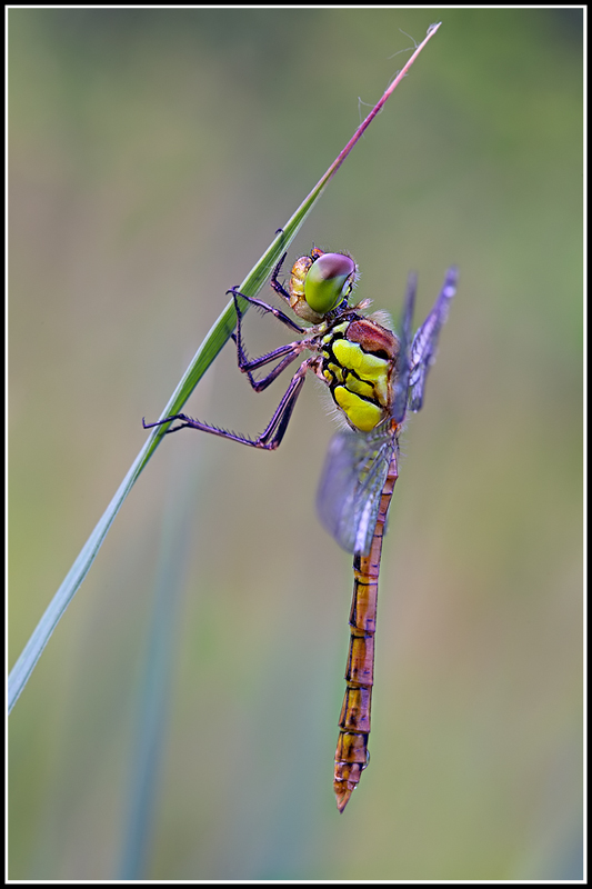 Sympetrum