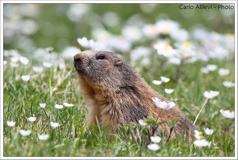 Marmotta ambientata
