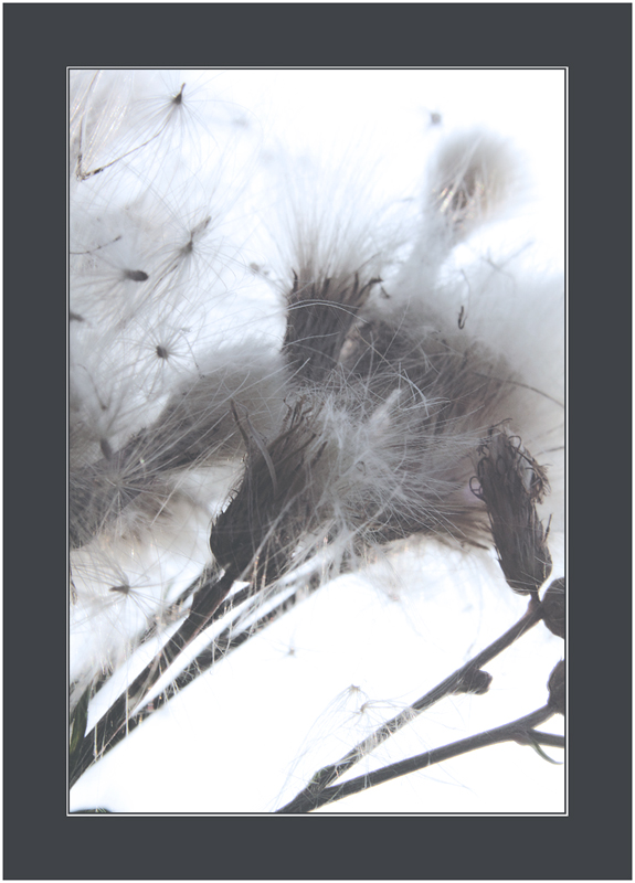 fior di ... leggerezza