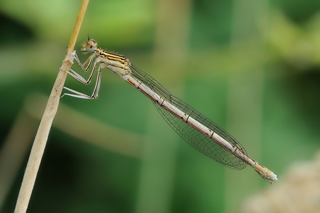 Platycnemis Pennipes