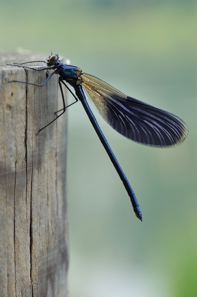 Calopteryx Splendens