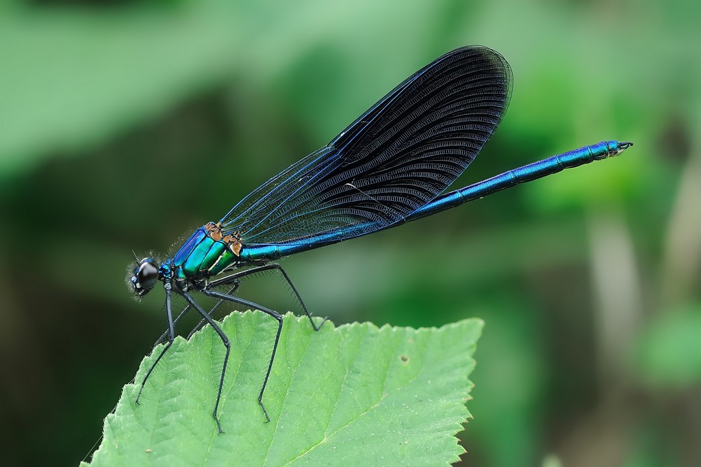 Calopteryx Splendens