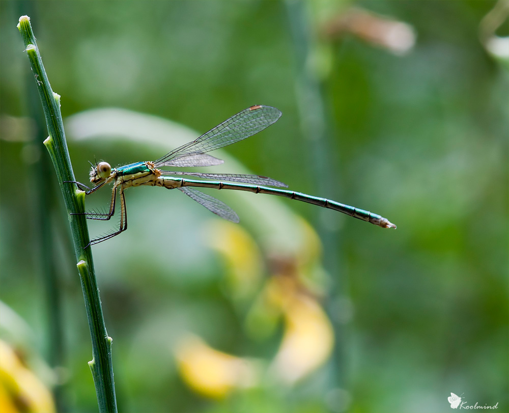 Lestes barbarus