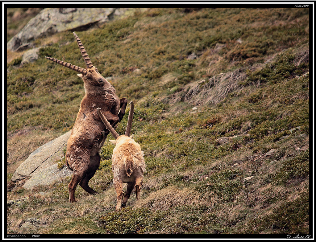 Stambecco PNGP # 15 - Ariete 6