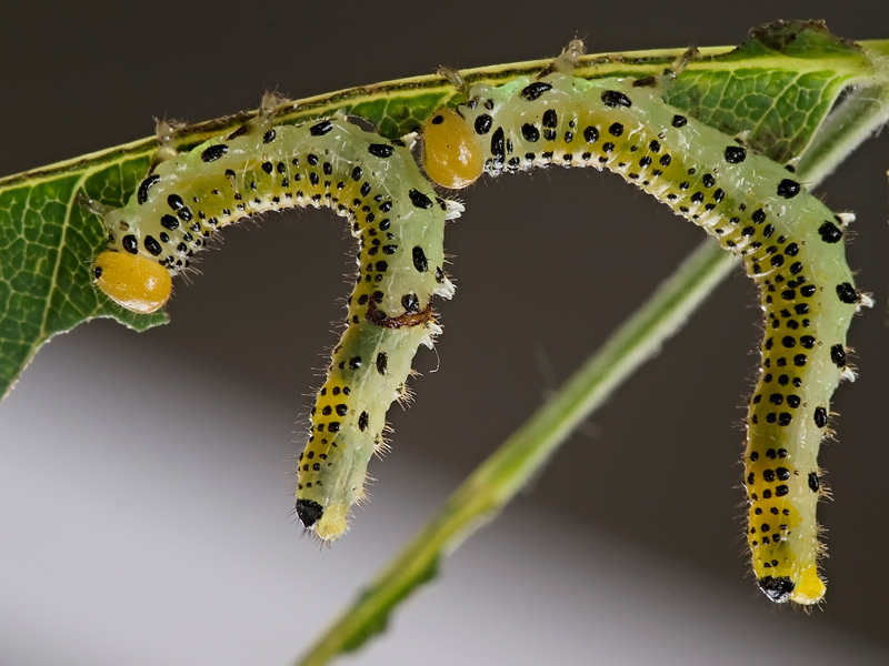 in fila per due.....