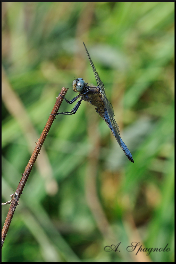 libellula 2