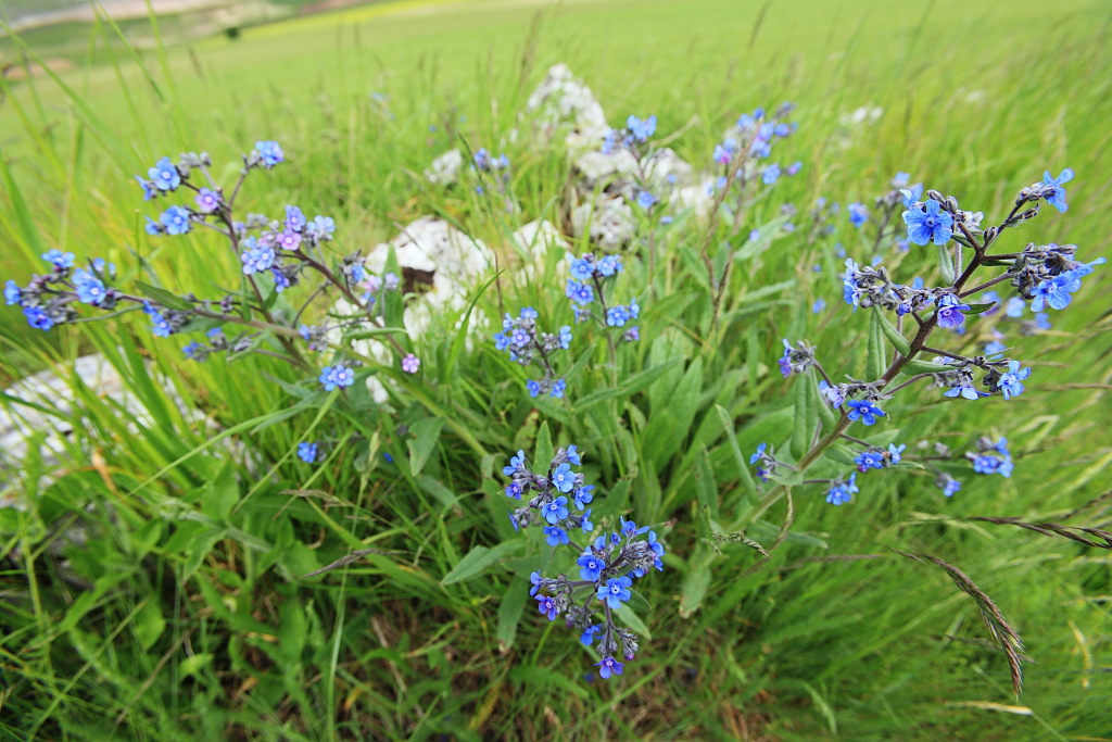 Con gli occhi di un insetto