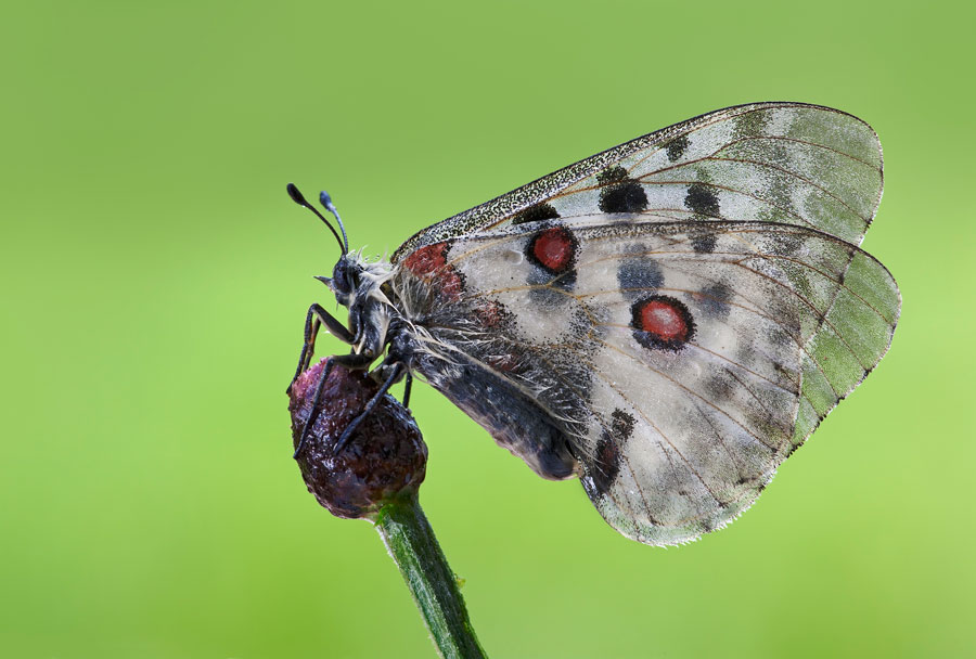 Farfalla apollo (Parnassius apollo)
