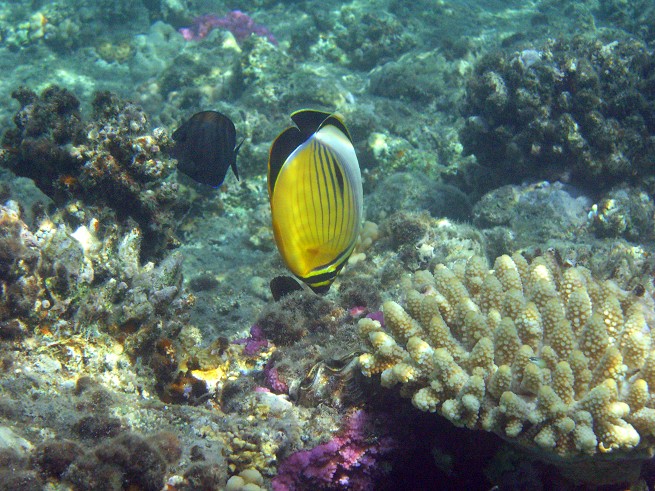 Red Sea - Wadi Gimal National Park