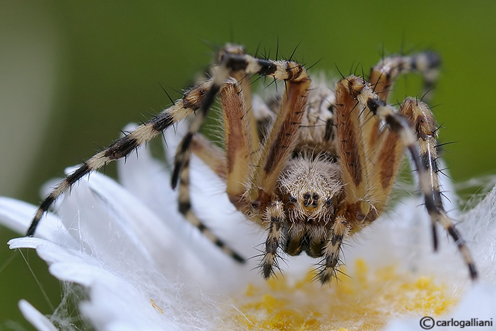 Nella tana del ragno