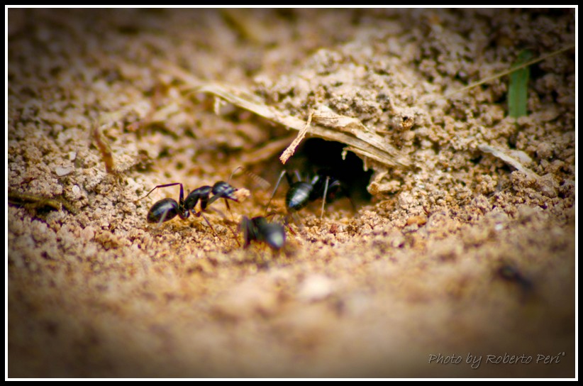 Rifornimenti per l'inverno