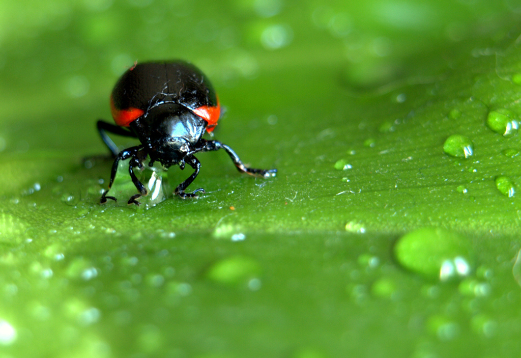 Date da bere agli assetati