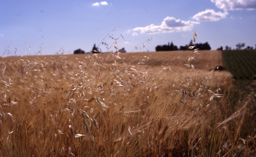 paesaggio estivo summicron r 35/2