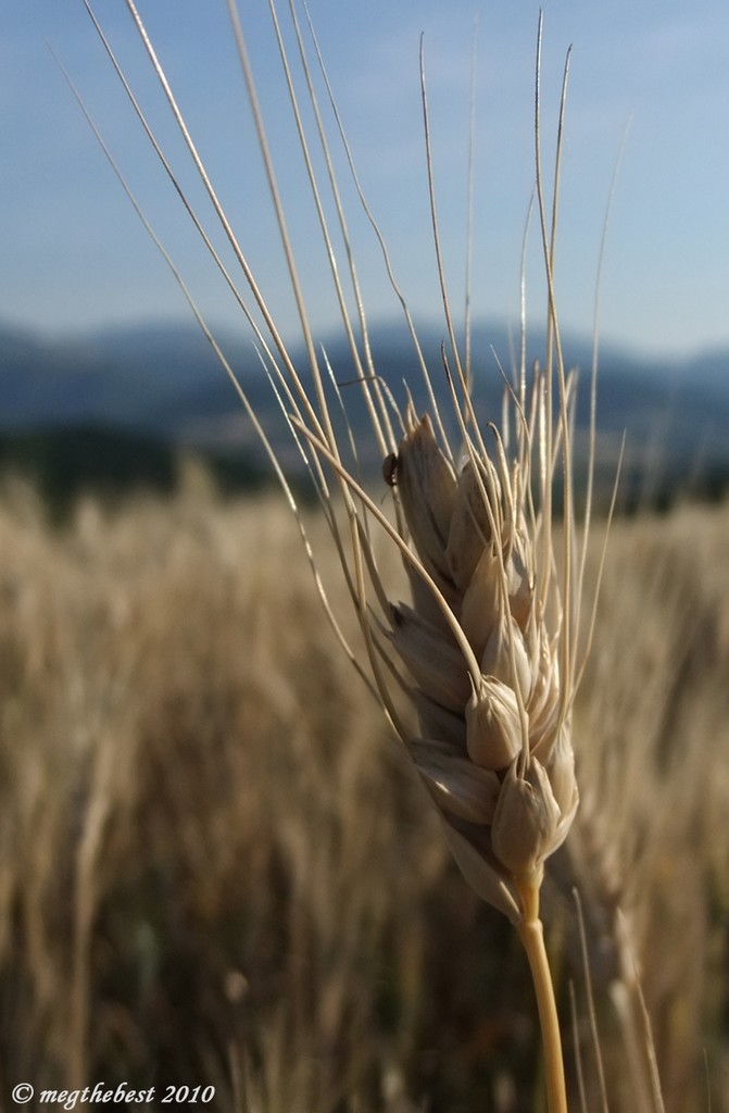 Spiga di grano duro