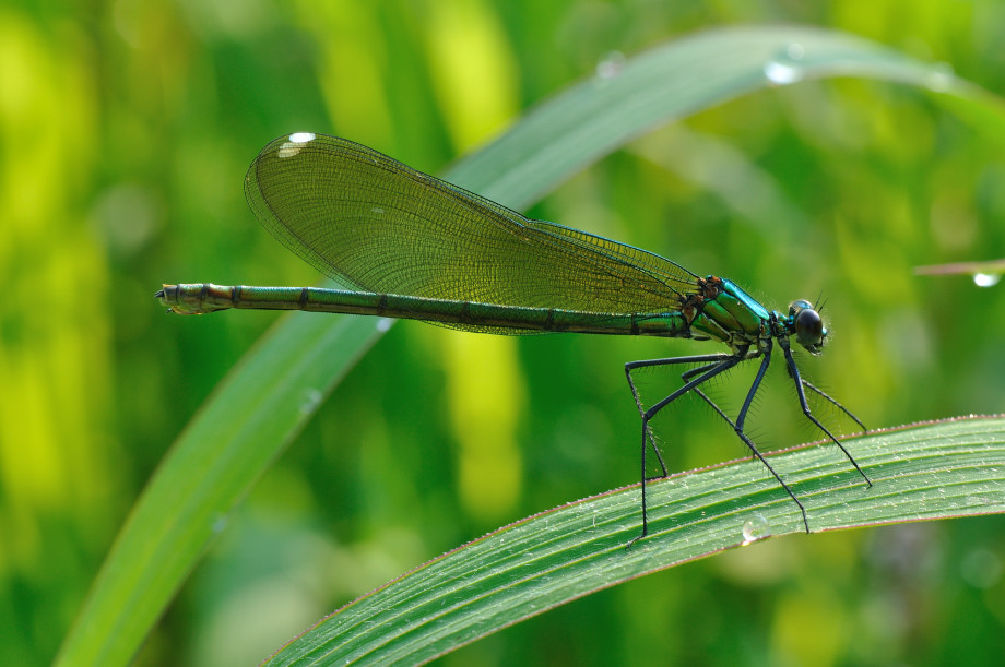 splendens in pista...