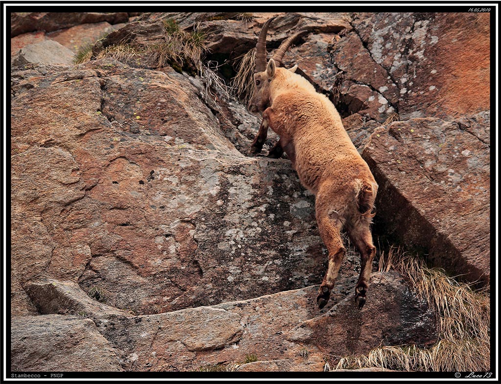 Stambecco PNGP # 17 - Up!