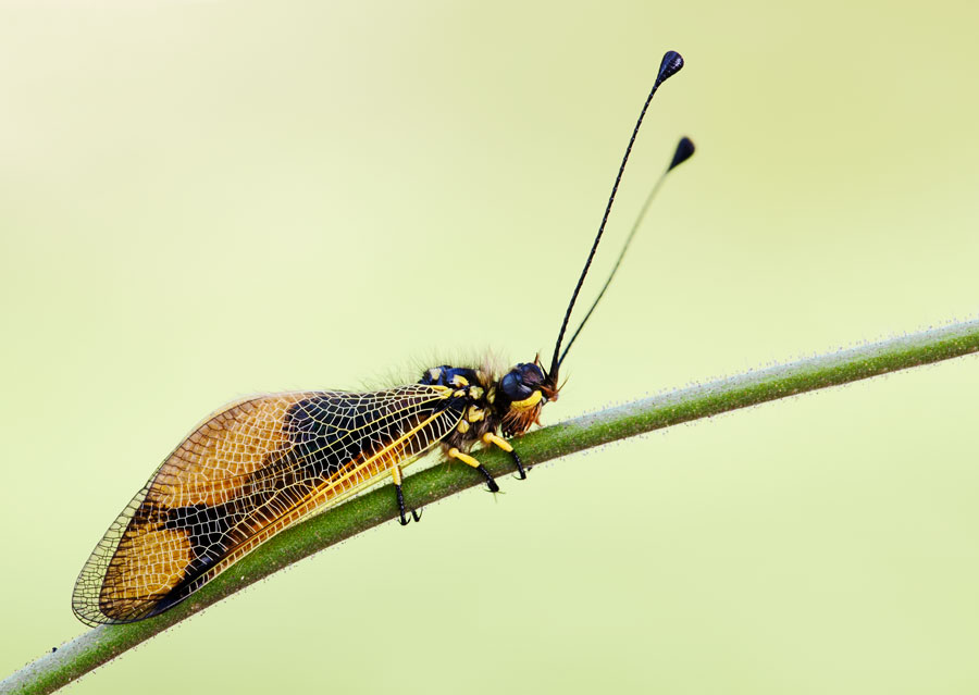 Libelloides coccajus