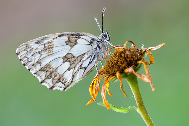 Melanargia galathea