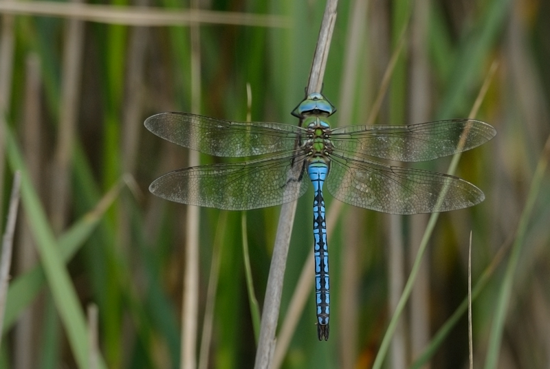 anax imperator
