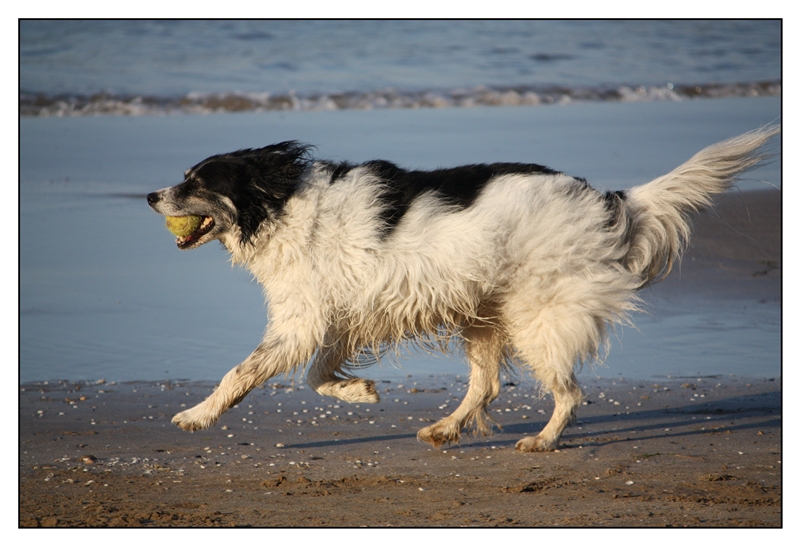 La felicit� per un cane....