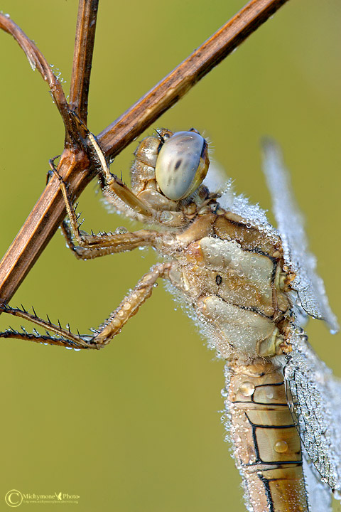 primo piano di orthetrum brunneuj