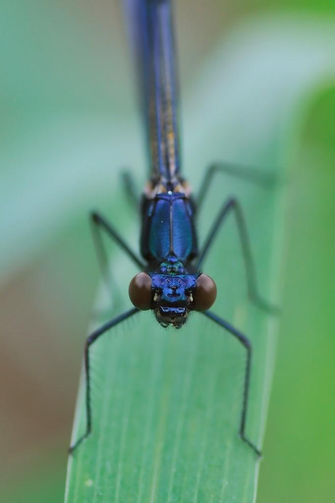 Calopteryx Splendens