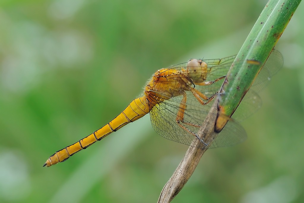 Orthetrum Coerulescens