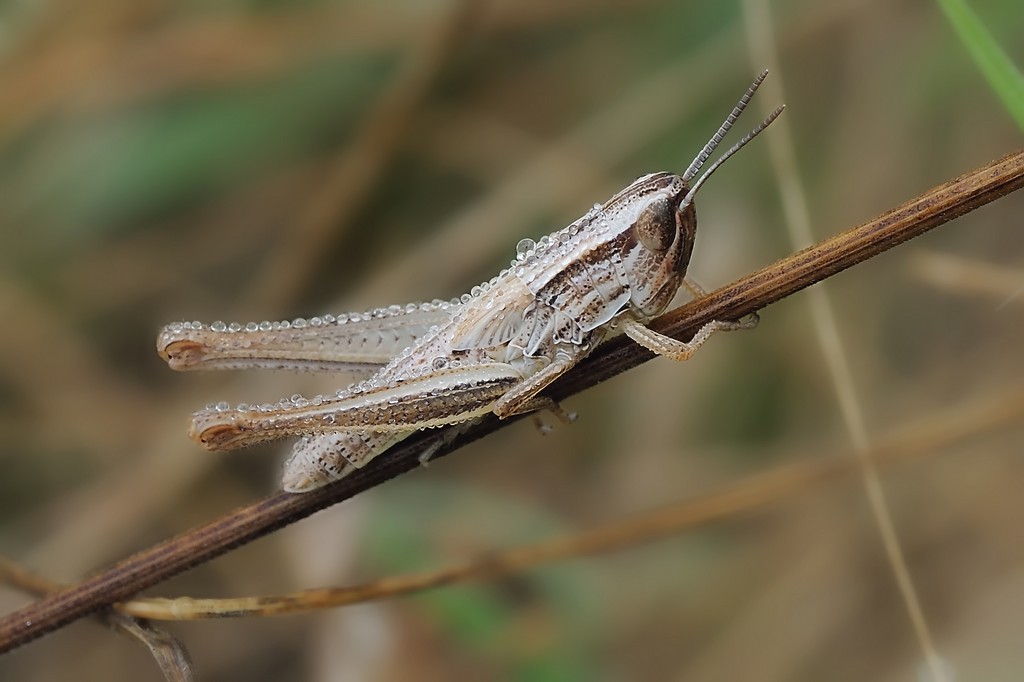 Euchorthippus Declivus