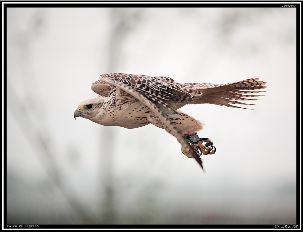 Falco Pellegrino # 1 - Esibizione di Falconeria