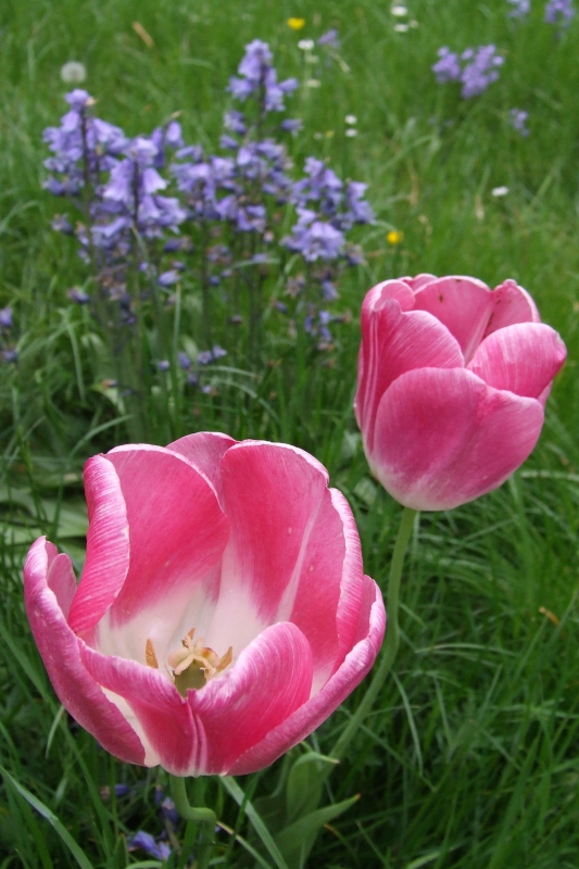 2 tulipani