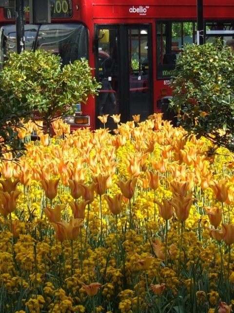 la fermata dei tulipani