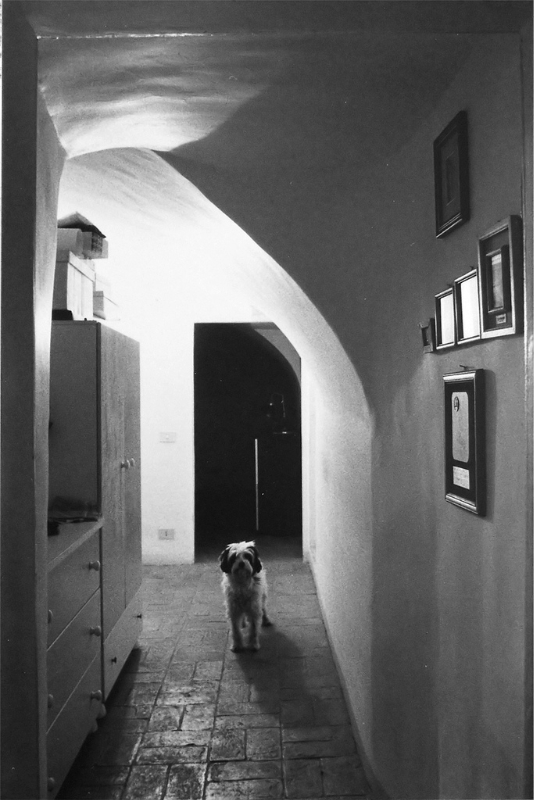 The dog is in the house