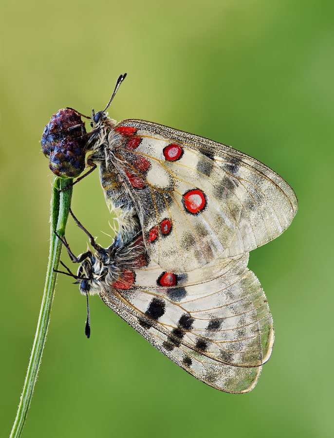 Parnassius apollo (Parnassius apollo)