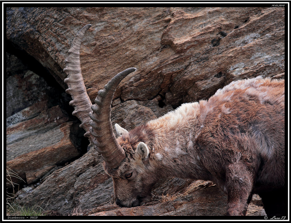 Stambecco # 19 - Corna