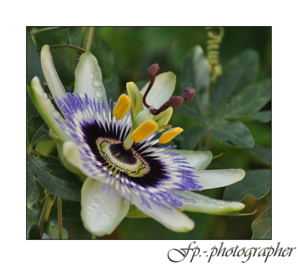 Passiflora