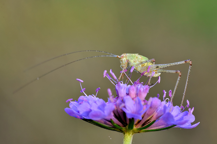 Leptophyes punctatissima...