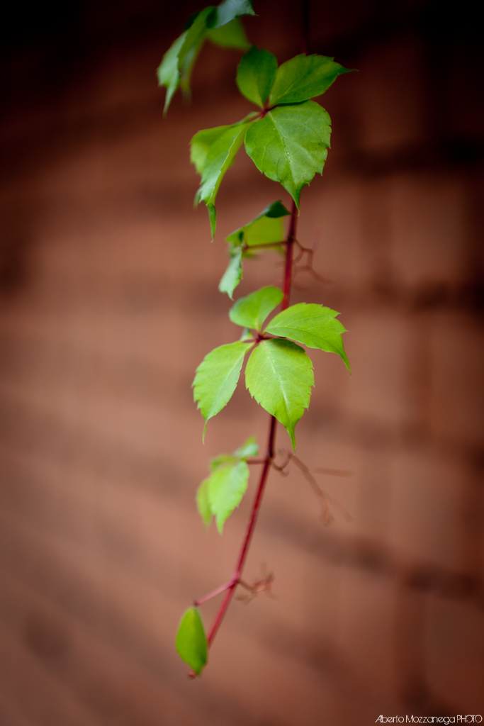 complementary colours