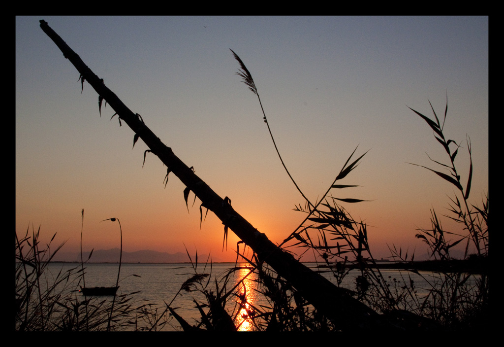 sarebbe diventata una palma